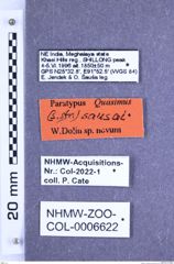 Etiketten zu Quasimus sausai (Dolin, 2001) (NHMW-ZOO-COL-0006622)